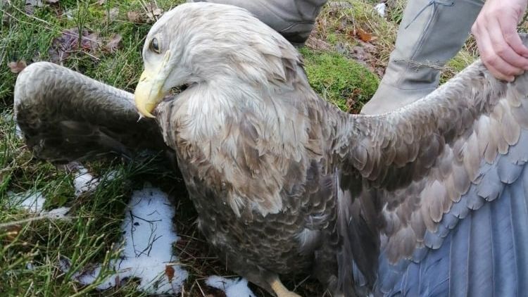 V Brdech našli uhynulého orla a další zvířata, podezření je na otravu karbofuranem